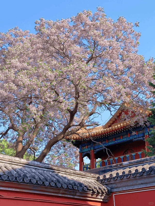 的私人订制旅行社带你开启零套路纯玩之旅j9九游会入口首页解密！北京十大信誉好(图3)